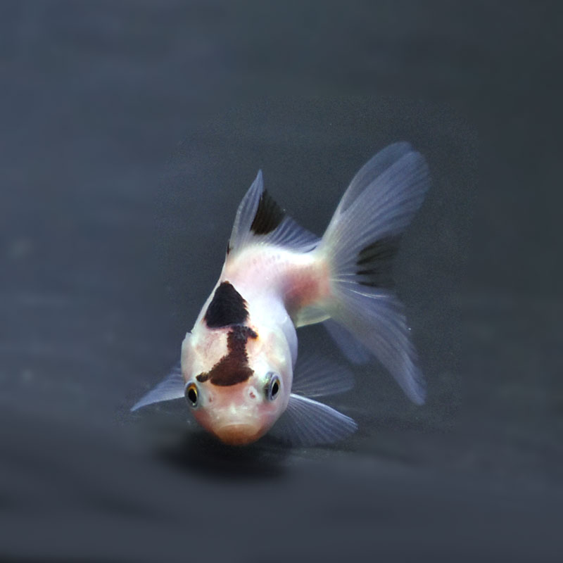 金魚王子】ベビー（白黒）オランダ 5±1cm前後 (個体番号：cde362) 金魚