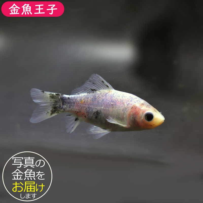 金魚王子】シルク朱文金 9±1cm前後 (個体番号：cde543) 金魚 きんぎょ
