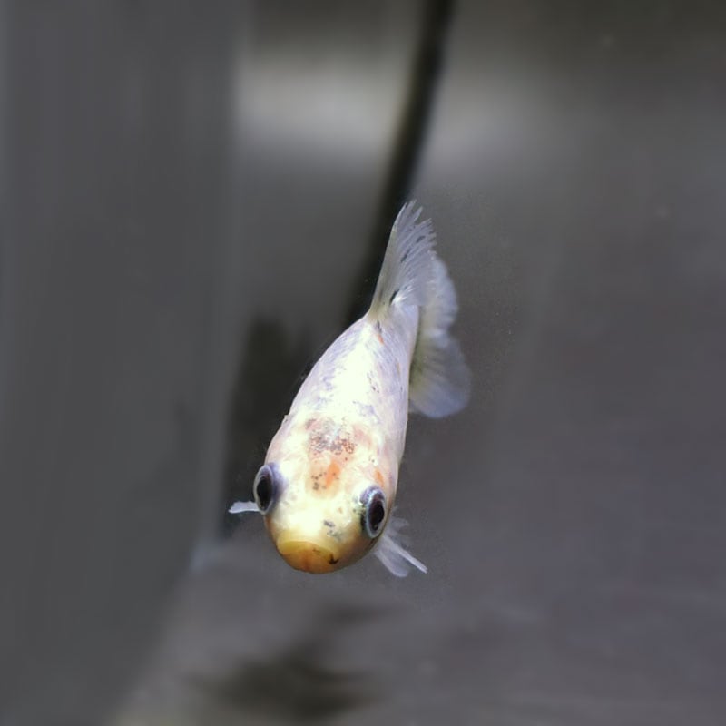 金魚王子】シルク朱文金 9±1cm前後 (個体番号：cde543) 金魚 きんぎょ