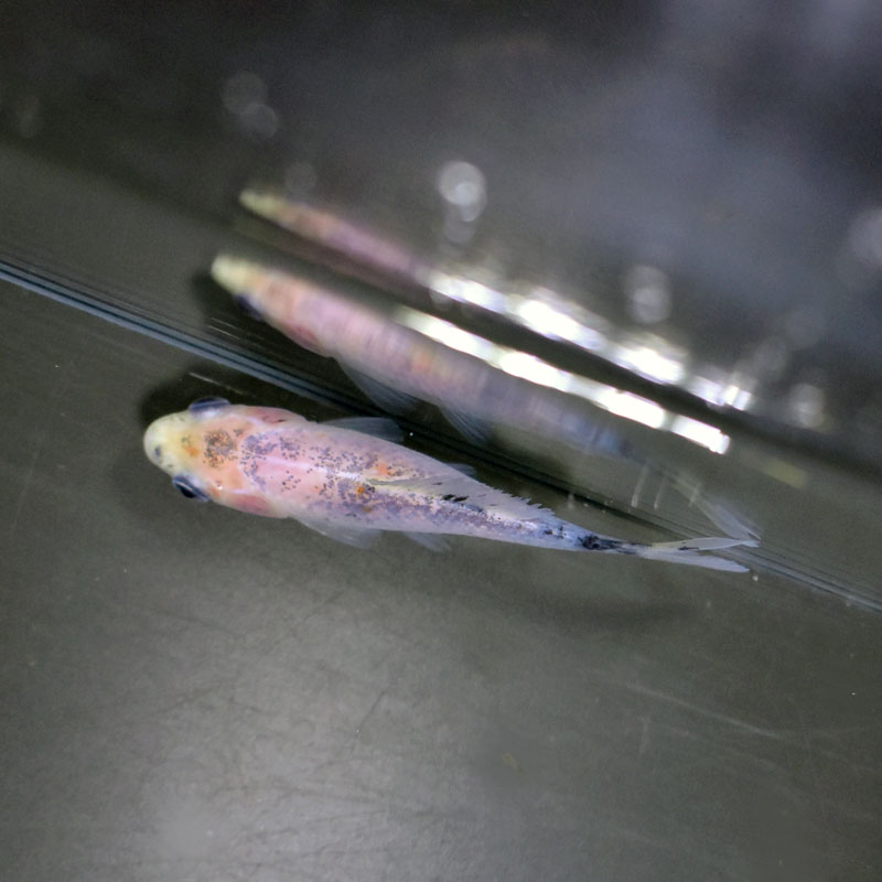 金魚王子】シルク朱文金 9±1cm前後 (個体番号：cde543) 金魚 きんぎょ