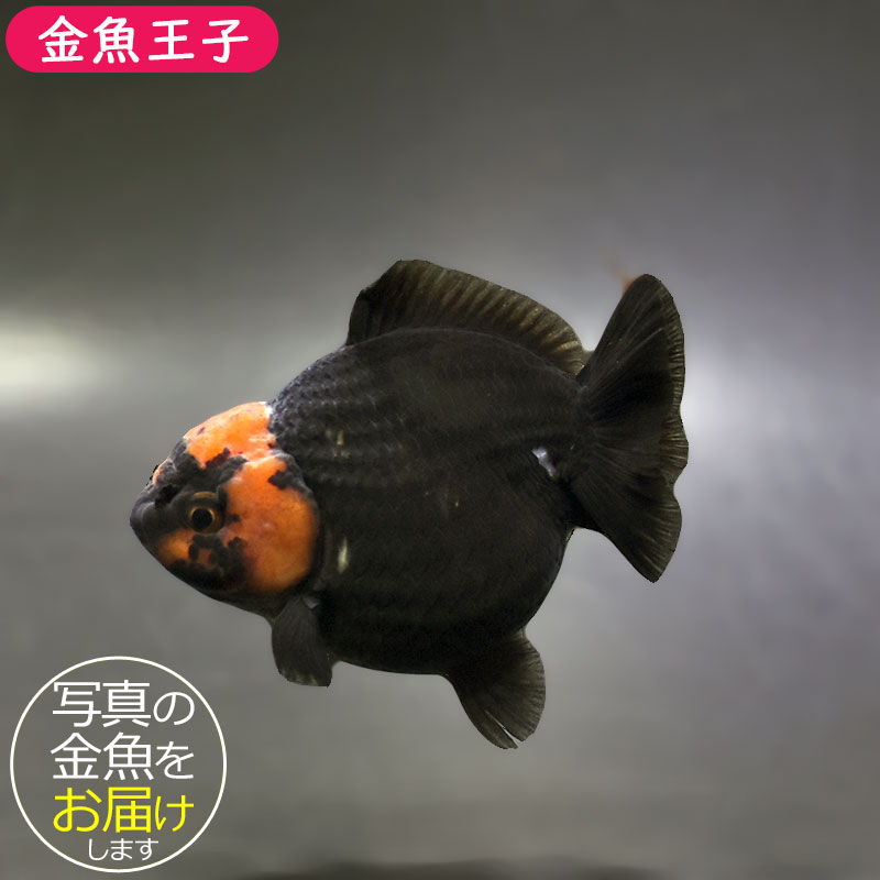 金魚王子】トリカラーオランダ 9cm前後 (個体番号：xsw292) 金魚