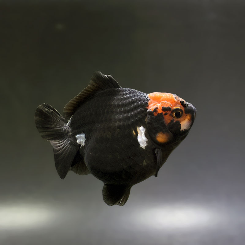 金魚王子】トリカラーオランダ 9cm前後 (個体番号：xsw292) 金魚