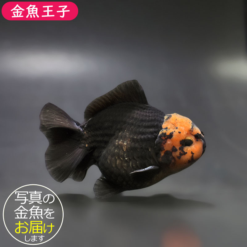 金魚王子】トリカラーオランダ 9±1cm前後 (個体番号：xsw464) 金魚