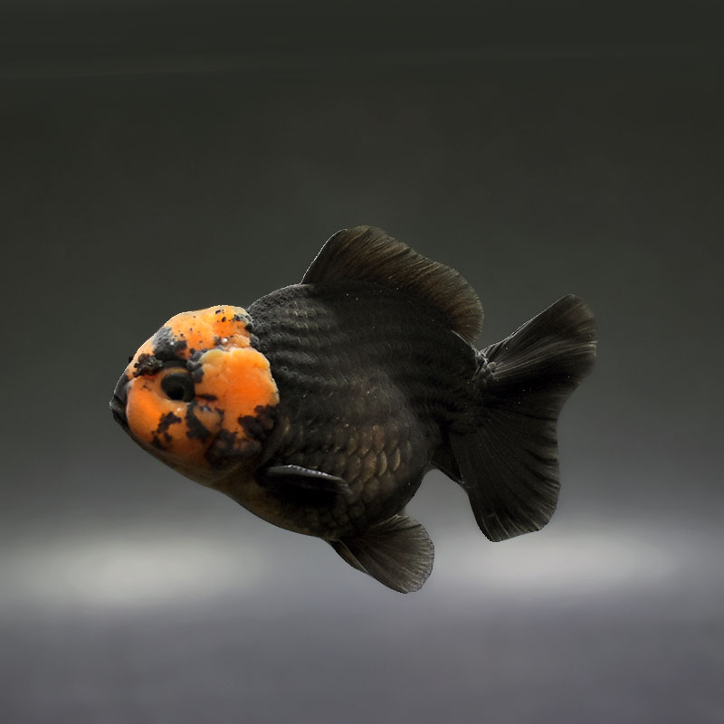 大型金魚。 フランスで巨大「金魚」が釣り上げられる、体重30キロ - BBCニュース