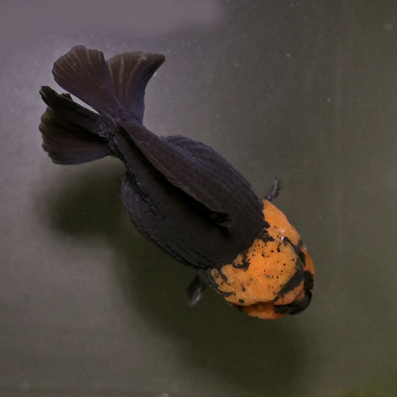 金魚王子】トリカラーオランダ 9±1cm前後 (個体番号：xsw464) 金魚