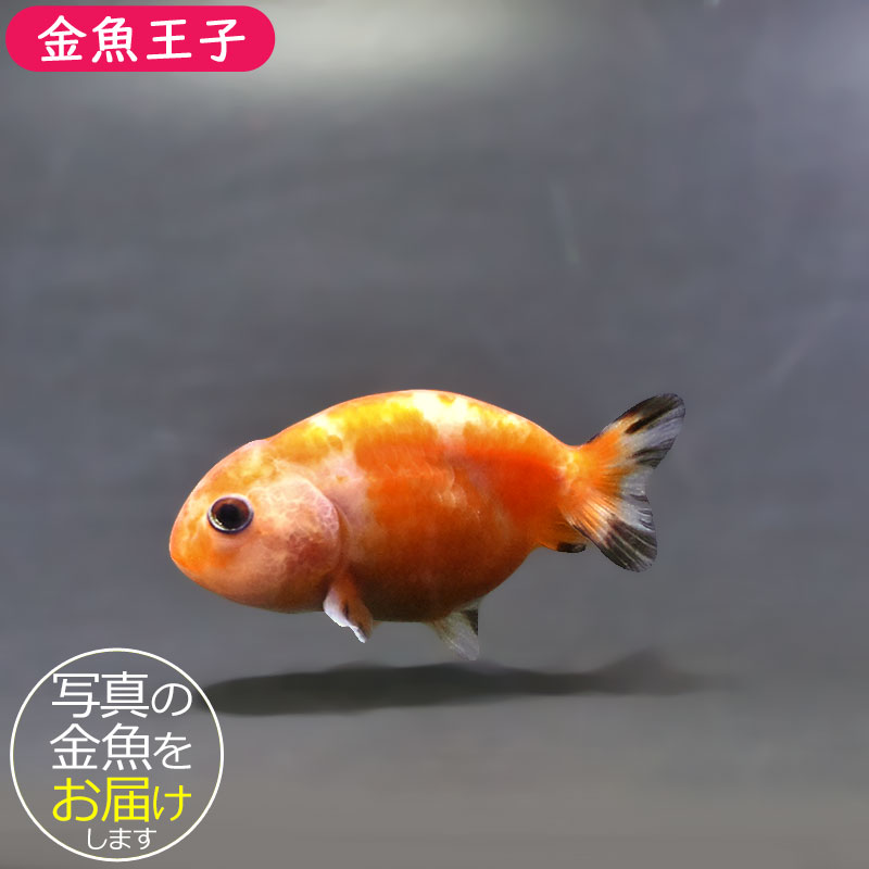 金魚王子】ベビーらんちゅう 6±1cm前後 (個体番号：xsw809) 金魚