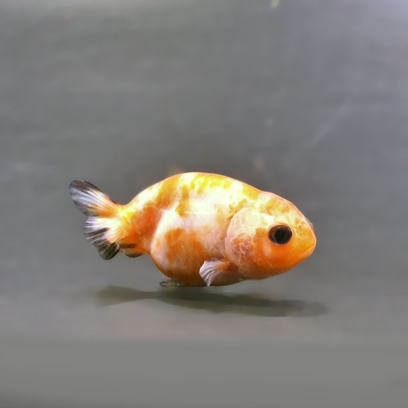 金魚王子】ベビーらんちゅう 6±1cm前後 (個体番号：xsw809) 金魚