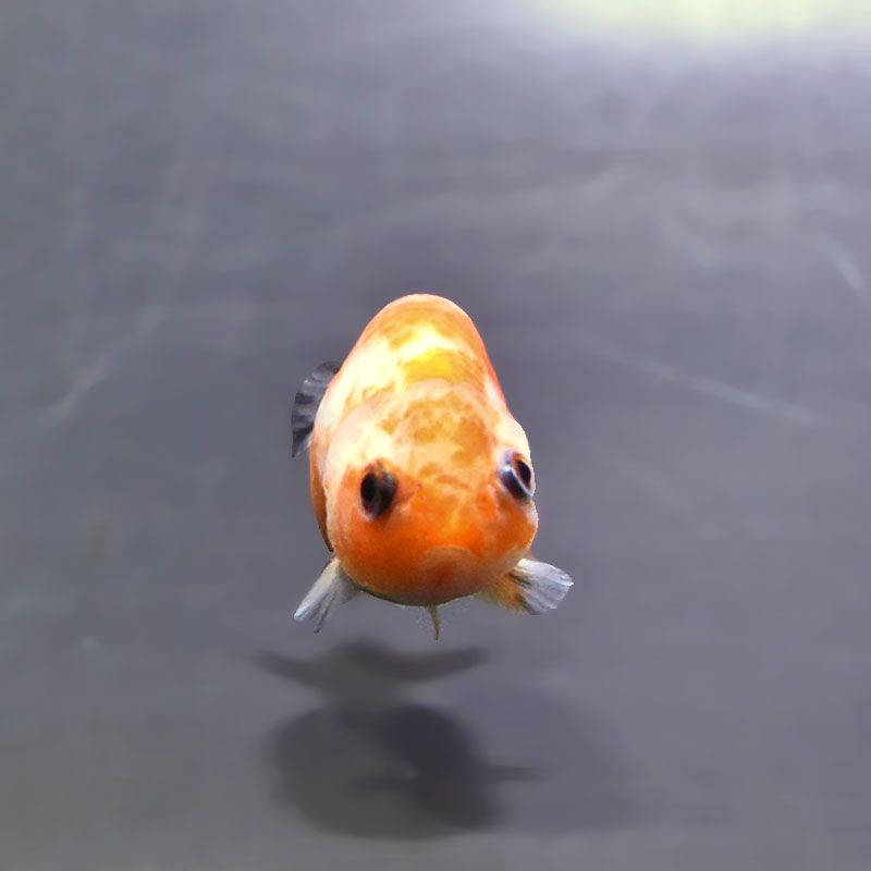 金魚王子】ベビーらんちゅう 6±1cm前後 (個体番号：xsw809) 金魚