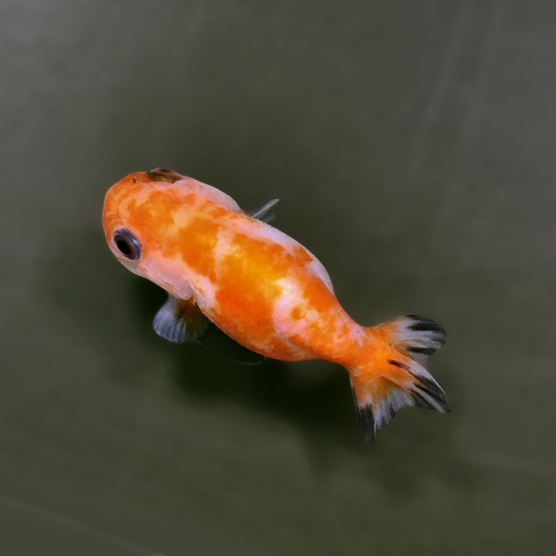 金魚王子】ベビーらんちゅう 6±1cm前後 (個体番号：xsw809) 金魚