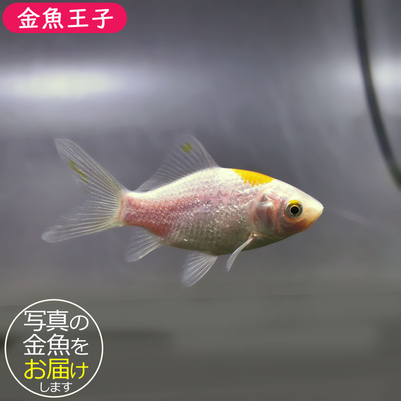 金魚王子】キラキラ 8～9cm前後 (個体番号：xsw974) 金魚 きんぎょ