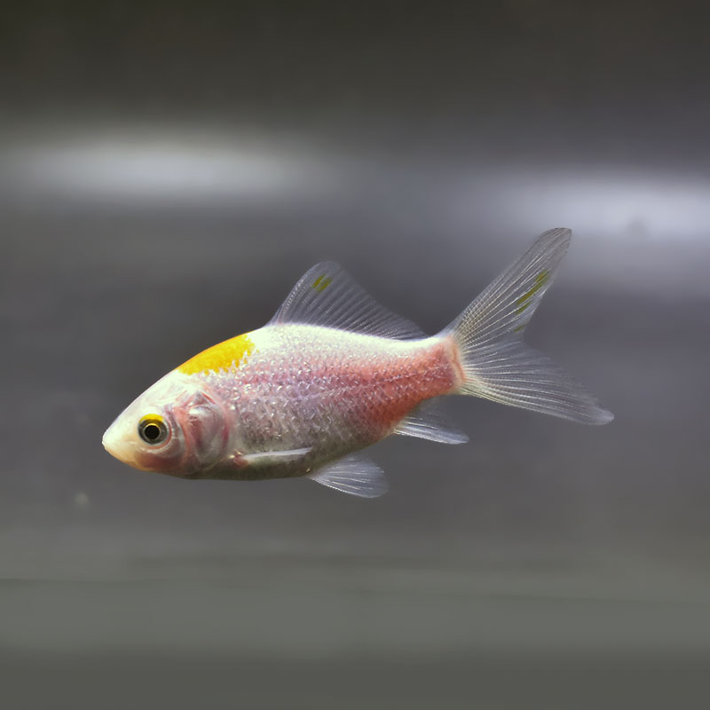 金魚王子】キラキラ 8～9cm前後 (個体番号：xsw974) 金魚 きんぎょ