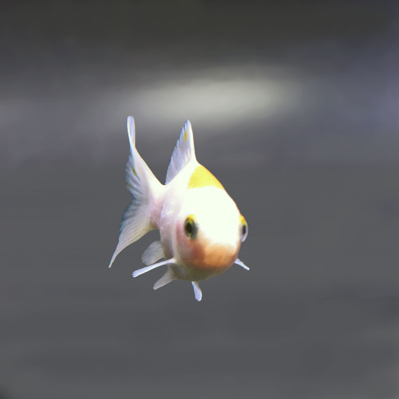 金魚王子】キラキラ 8～9cm前後 (個体番号：xsw974) 金魚 きんぎょ
