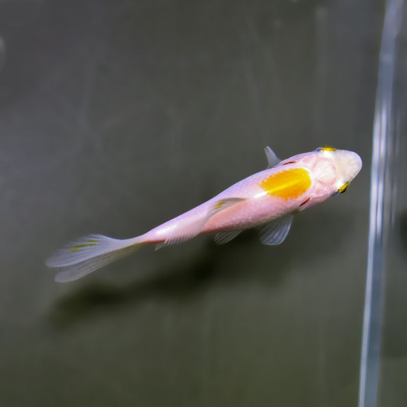 金魚王子】キラキラ 8～9cm前後 (個体番号：xsw974) 金魚 きんぎょ
