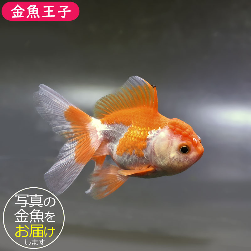 金魚王子】更紗バルーンオランダ 10±1cm前後 (個体番号：zaq253) 金魚
