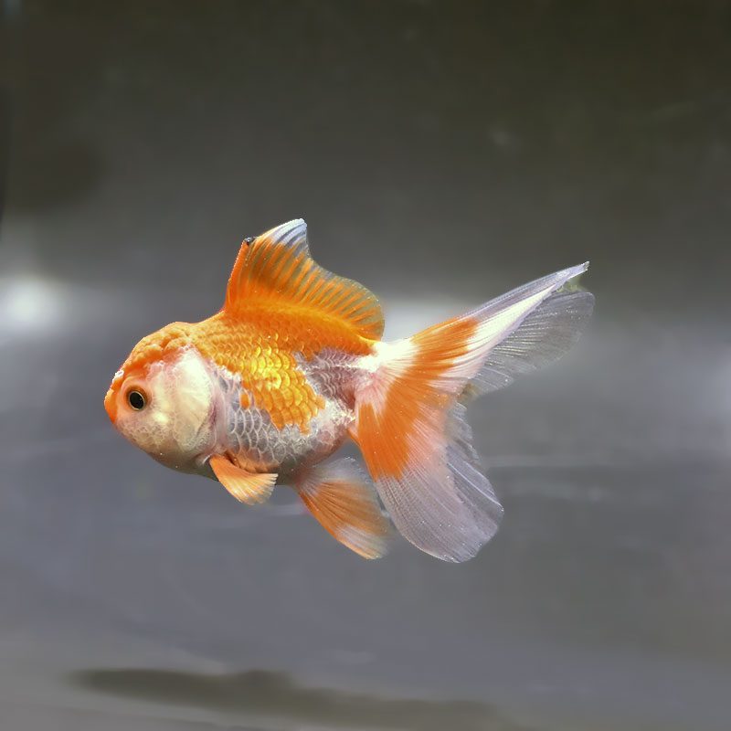 金魚王子】更紗バルーンオランダ 10±1cm前後 (個体番号：zaq253) 金魚