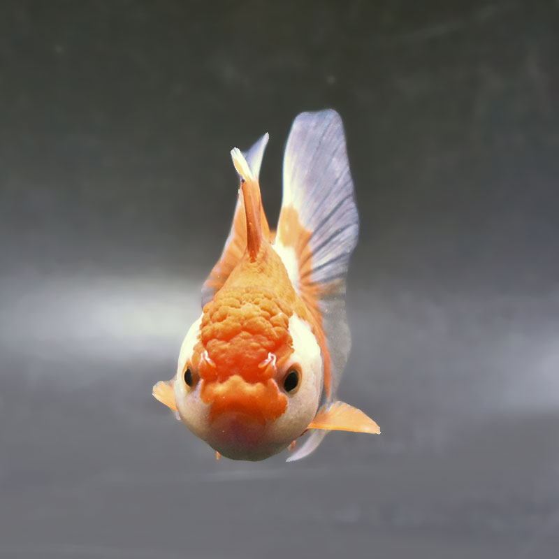 金魚王子】更紗バルーンオランダ 10±1cm前後 (個体番号：zaq253) 金魚