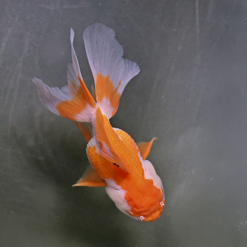 金魚王子】更紗バルーンオランダ 10±1cm前後 (個体番号：zaq253) 金魚
