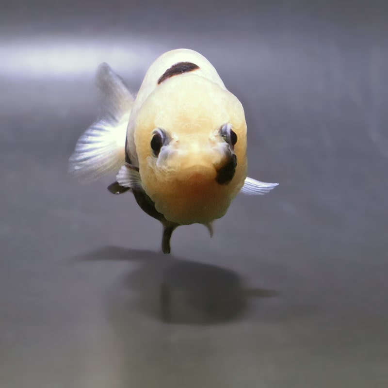金魚王子】白黒らんちゅう 8cm前後 (個体番号：zaq429) 金魚 きんぎょ
