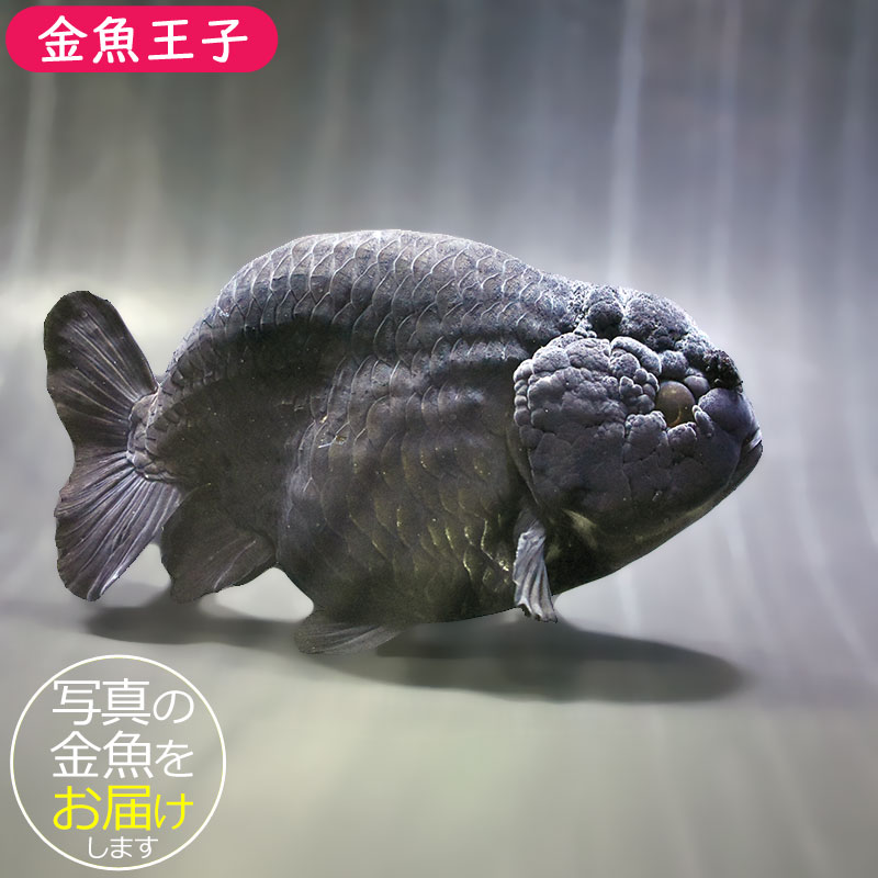 金魚王子】黒らんちゅう 14cm前後 (個体番号：zaq603) 金魚 きんぎょ