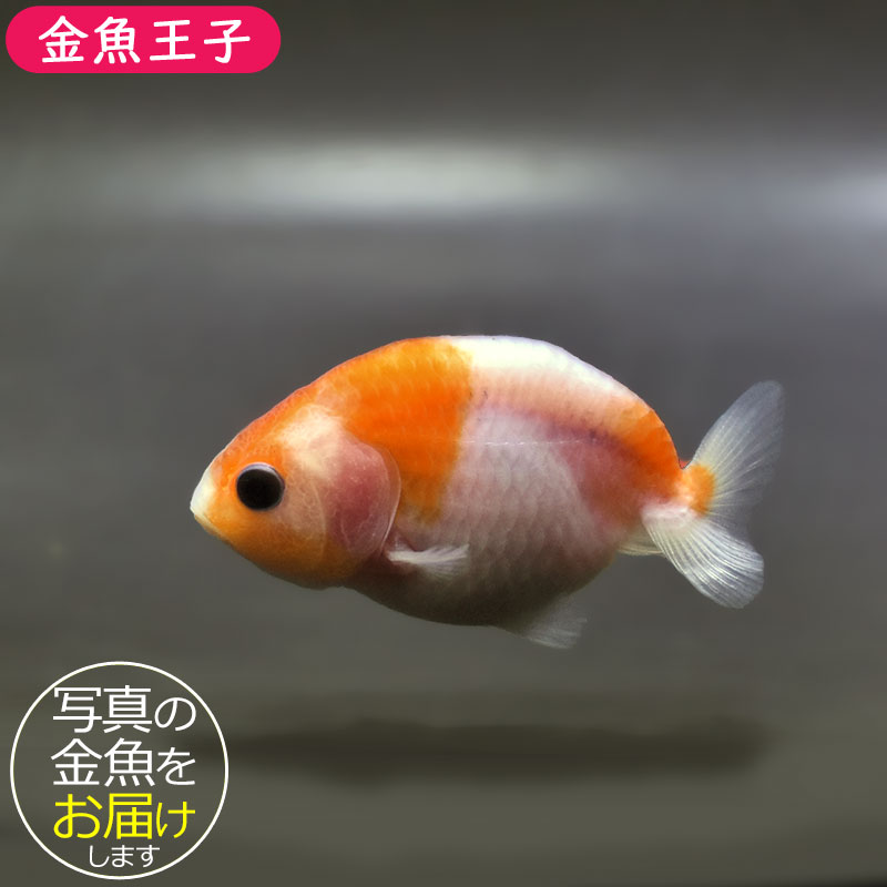 金魚王子】桜錦 6±1cm前後 (個体番号：zaq766) 金魚 きんぎょ 生体