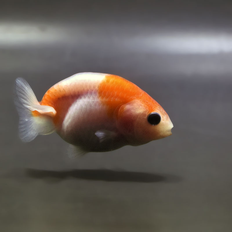金魚王子】桜錦 6±1cm前後 (個体番号：zaq766) 金魚 きんぎょ 生体