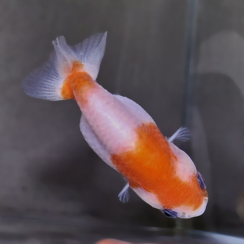金魚さま　専用 金魚王子】桜錦 6±1cm前後 (個体番号：zaq766) 金魚 きんぎょ 生体