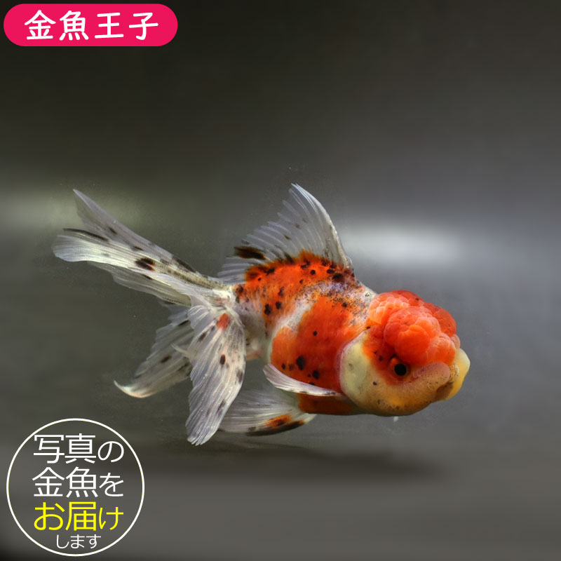 金魚王子】東錦 14.5cm前後 (個体番号：cde143) 金魚 きんぎょ 生体
