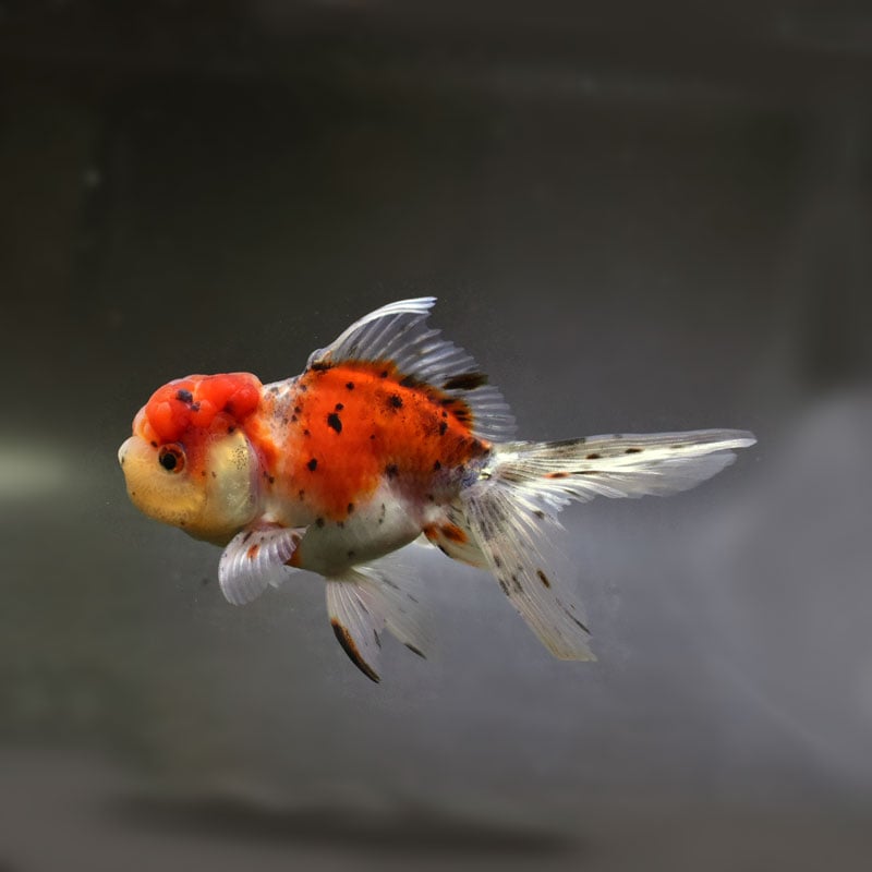 金魚王子】東錦 14.5cm前後 (個体番号：cde143) 金魚 きんぎょ 生体