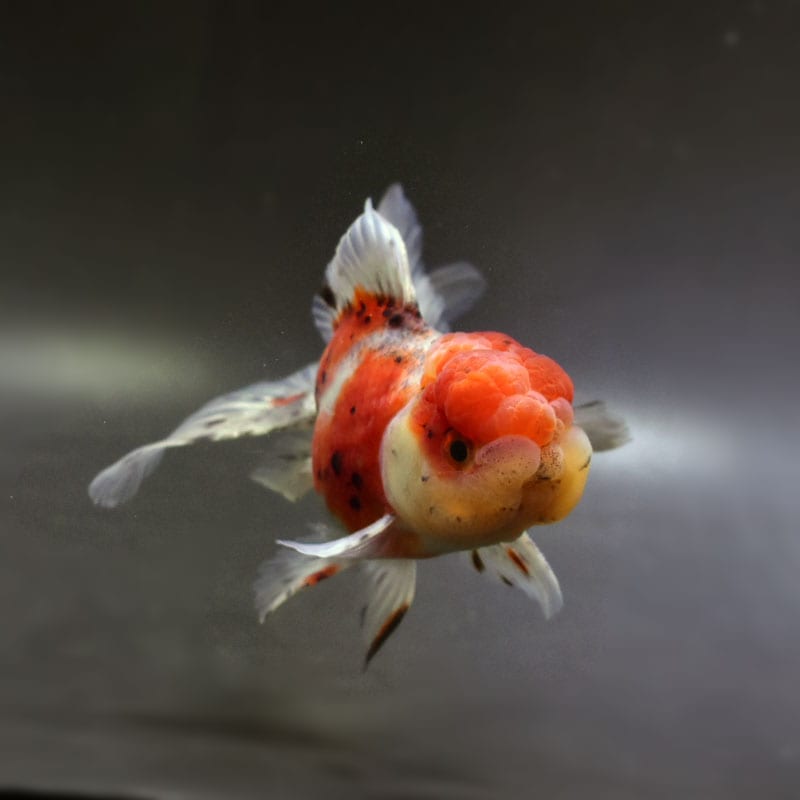 金魚王子】東錦 14.5cm前後 (個体番号：cde143) 金魚 きんぎょ 生体