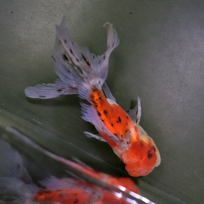 金魚王子】東錦 14.5cm前後 (個体番号：cde143) 金魚 きんぎょ 生体