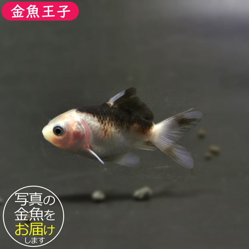 22匹金魚たち 金魚王子】ベビー（白黒）オランダ 5±1cm前後 (個体番号：cde363