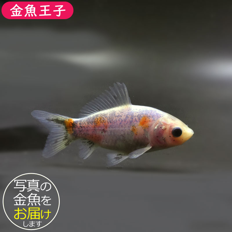 『きんぎょ』 金魚王子】シルク朱文金 9±1cm前後 (個体番号：cde544) 金魚