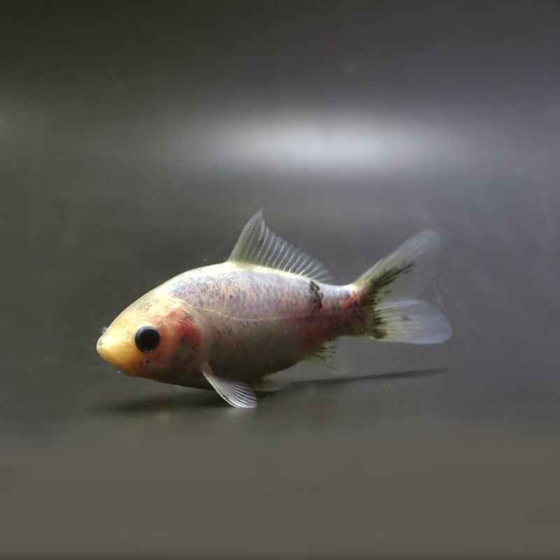 金魚王子】シルク朱文金 9±1cm前後 (個体番号：cde544) 金魚