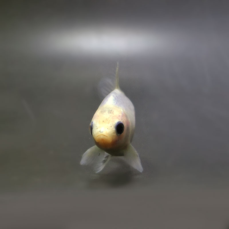 金魚王子】シルク朱文金 9±1cm前後 (個体番号：cde544) 金魚