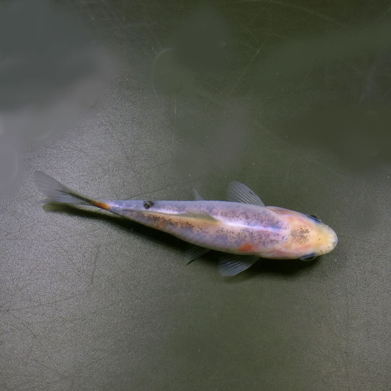 『きんぎょ』 楽天市場】【金魚王子】ホワイト蝶尾 6.5±1cm前後 (個体番号