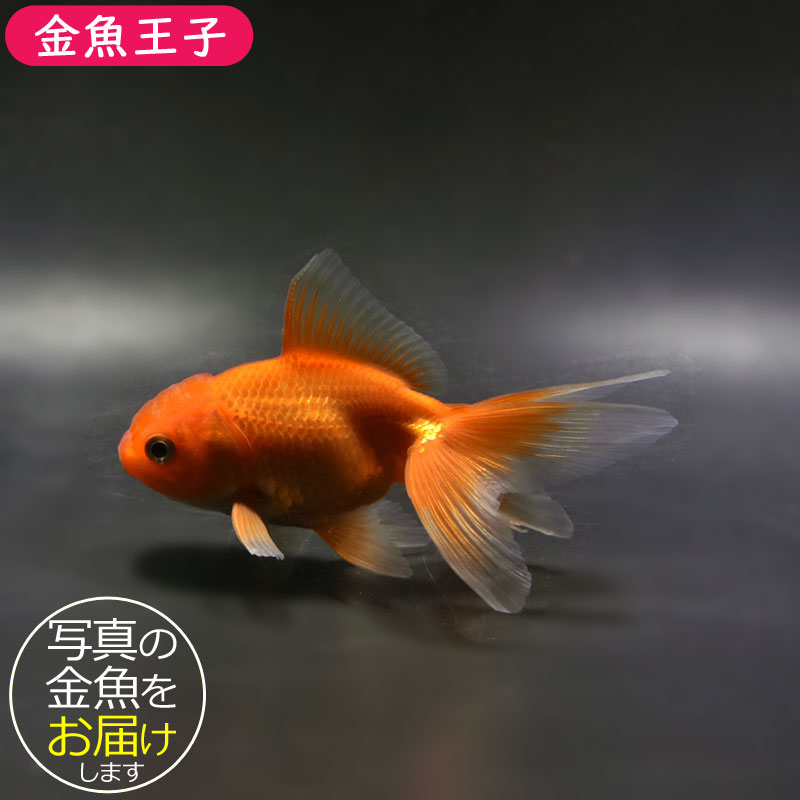 金魚王子】レッドオランダ 10.5±1cm前後 (個体番号：cde863) 金魚
