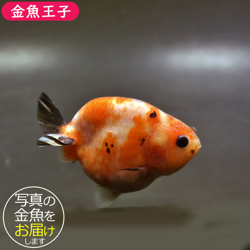 金魚王子】変わり柄らんちゅう 7～8cm前後 (個体番号：xsw135) 金魚