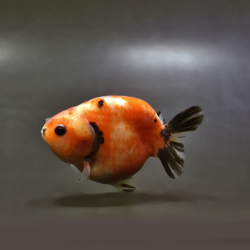 らんちゅう他 金魚王子】変わり柄らんちゅう 7～8cm前後 (個体番号：xsw135) 金魚