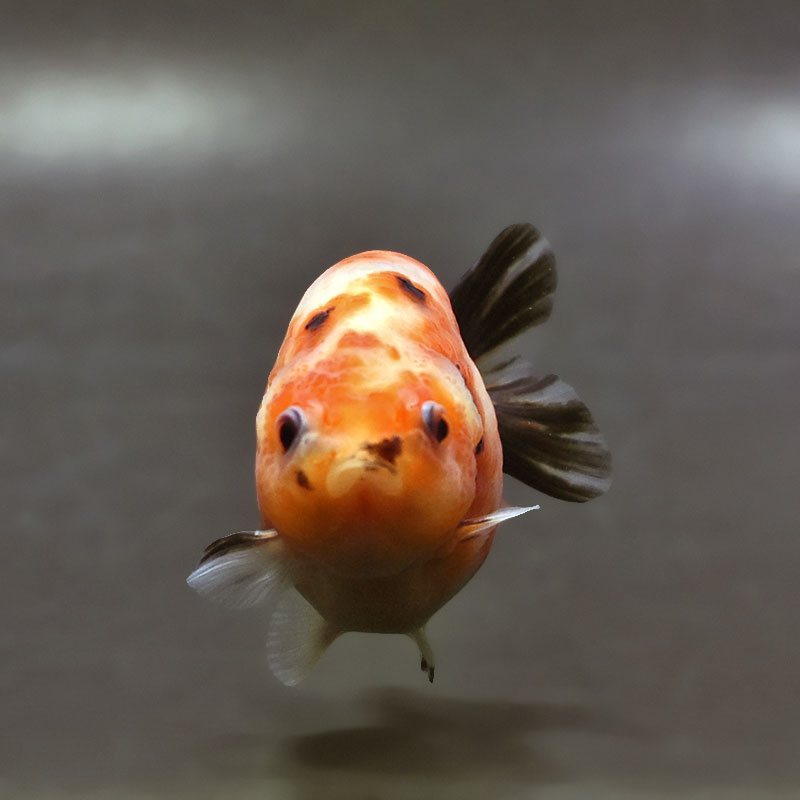 金魚王子】変わり柄らんちゅう 7～8cm前後 (個体番号：xsw135) 金魚