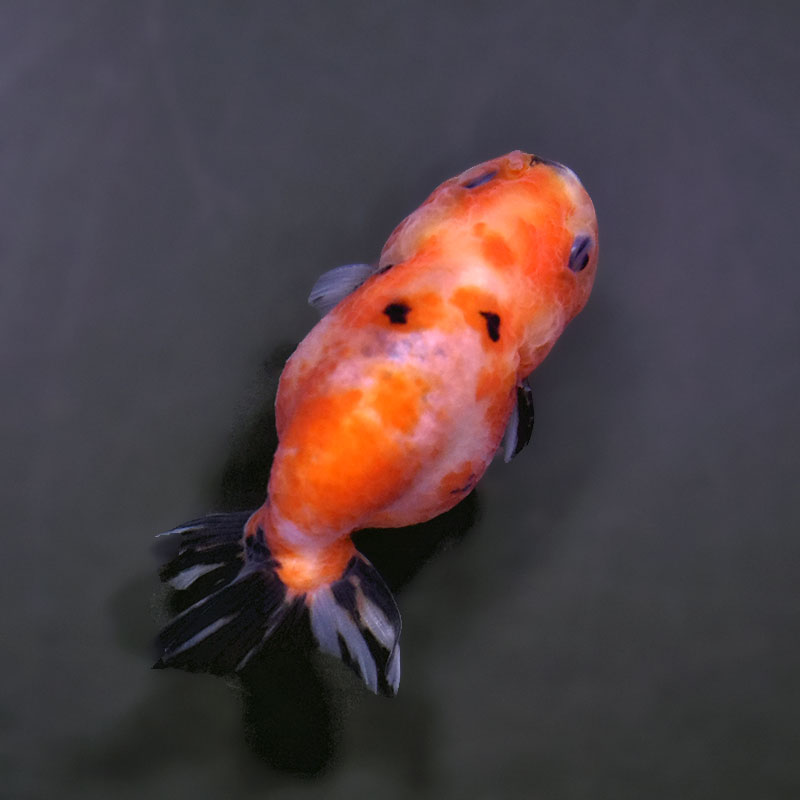 金魚王子】変わり柄らんちゅう 7～8cm前後 (個体番号：xsw135) 金魚