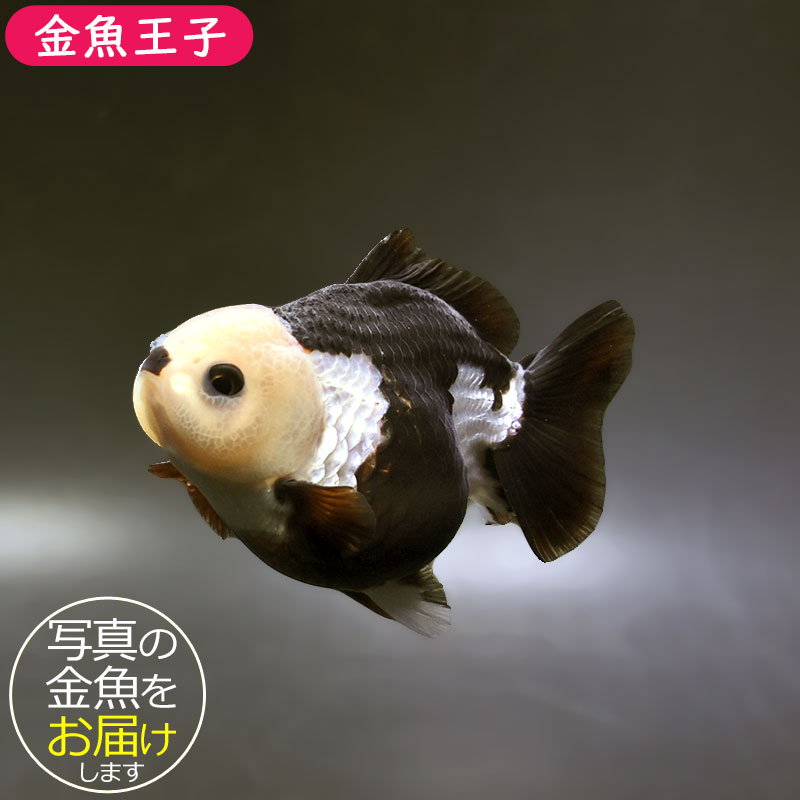 年末限定価格！破格です！オランダ獅子頭　金魚 金魚王子】白黒オランダ 9.5cm前後 (個体番号：xsw293) 金魚 きんぎょ