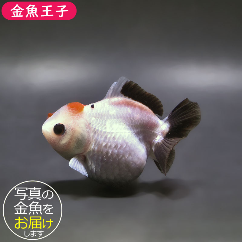 金魚王子】トリカラーオランダ 9±1cm前後 (個体番号：xsw465) 金魚