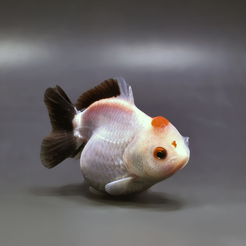 金魚王子】トリカラーオランダ 9±1cm前後 (個体番号：xsw465) 金魚