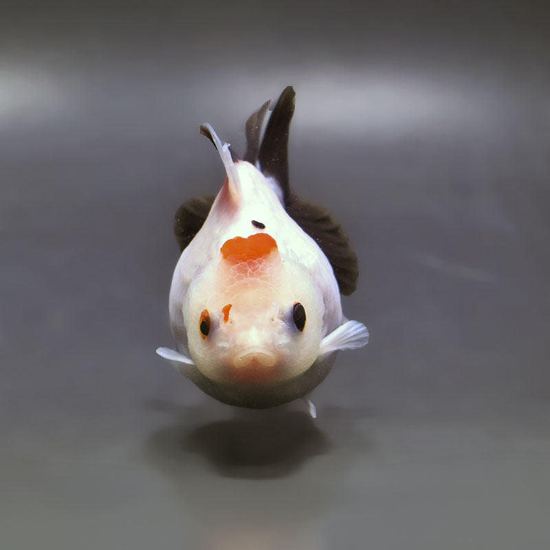 金魚王子】トリカラーオランダ 9±1cm前後 (個体番号：xsw465) 金魚