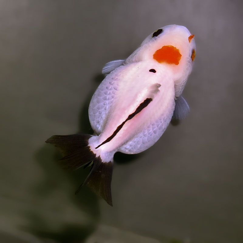 金魚王子】トリカラーオランダ 9±1cm前後 (個体番号：xsw465) 金魚