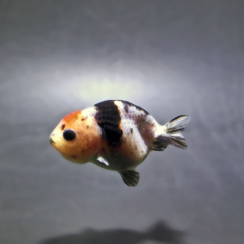金魚王子】ベビーらんちゅう 6±1cm前後 (個体番号:xsw810) 金魚 金魚王子】ベビーらんちゅう 6±1cm前後 (個体番号:xsw810) 金魚