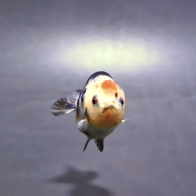 金魚王子】ベビーらんちゅう 6±1cm前後 (個体番号：xsw810) 金魚
