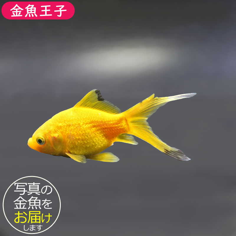 超美品 スワロフスキー デメキン 金魚 魚 2007年 11-26041601 金魚王子】キラキラ 8～9cm前後 (個体番号：xsw975) 金魚 きんぎょ