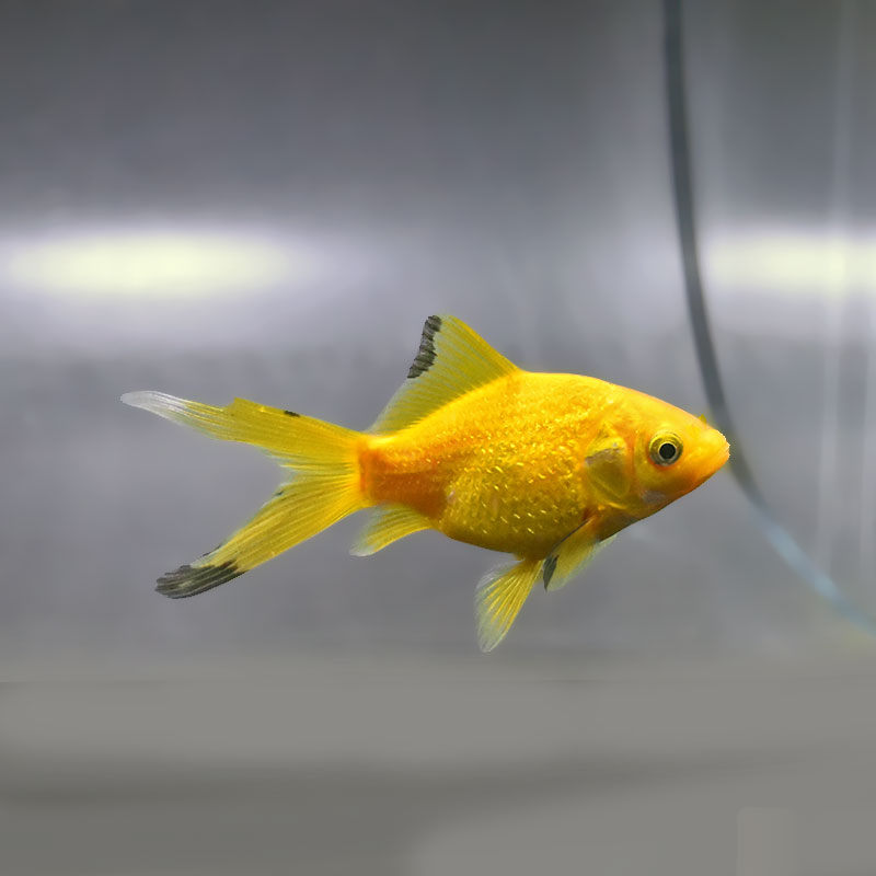 金魚王子】キラキラ 8～9cm前後 (個体番号：xsw975) 金魚 きんぎょ