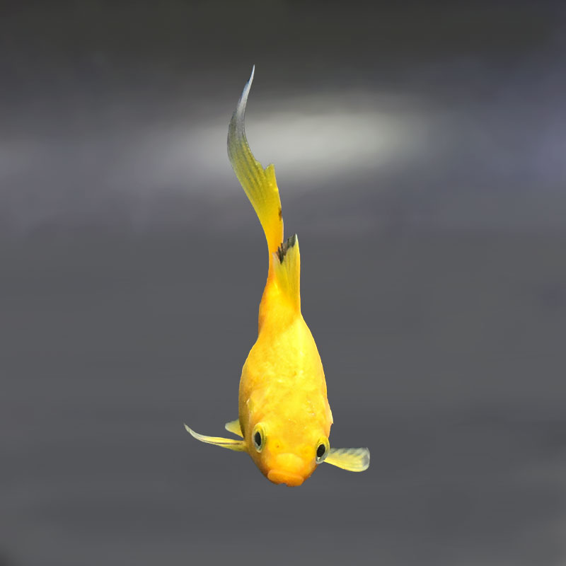 金魚王子】キラキラ 8～9cm前後 (個体番号：xsw975) 金魚 きんぎょ